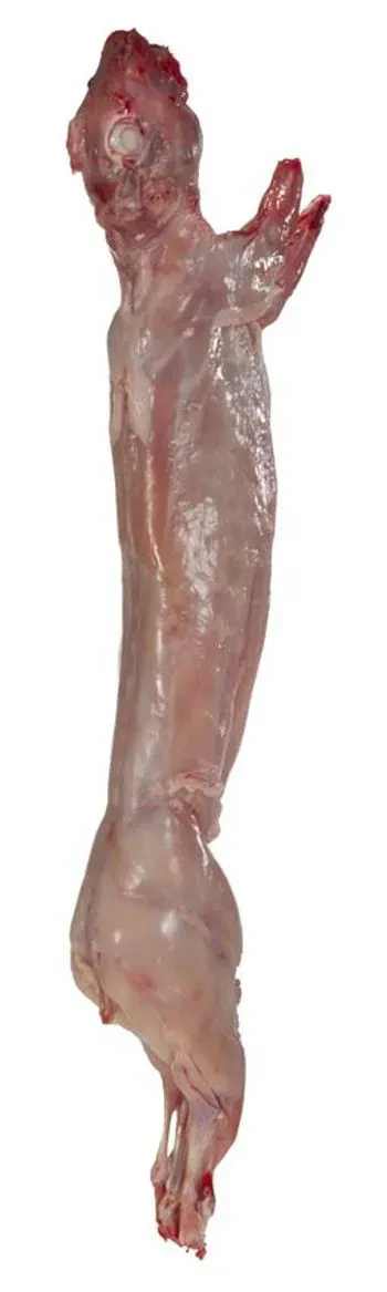 Meat the World - Lapin